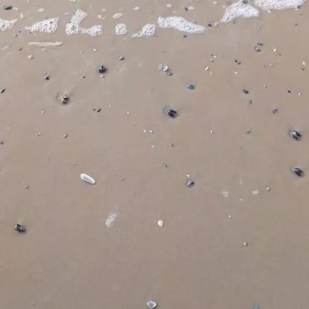 Luxe Vakantiechalet Met Omheinde Tuin 6pers Сasa de vacaciones